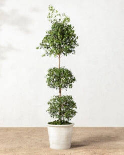 Canton Ceramic Planter -Home Improvement Shop 20220110 Outdoor 011 bb213e8e 7b28 449c 8fea 1b8e3c997358