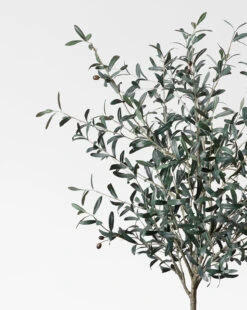 Faux 72" Olive Tree With Ceramic Pot -Home Improvement Shop Faux72 OliveTreewithCeramicPot MDCR2443 GRN 72 D1