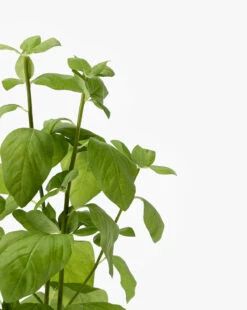 Faux Basil Drop-In -Home Improvement Shop FauxBasilDrop In MDCR0029 GRN D1