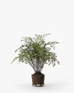 Faux Maiden Hair Drop-In 9 Faux Maiden Hair Drop-In -Home Improvement Shop FauxMaidenHairDrop In MDCR0037 GRN 18