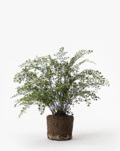 Faux Maiden Hair Drop-In 10 Faux Maiden Hair Drop-In -Home Improvement Shop FauxMaidenHairDrop In MDCR0037 GRN 23 e876752e d8e8 4725 8b2d 2742eedd7291