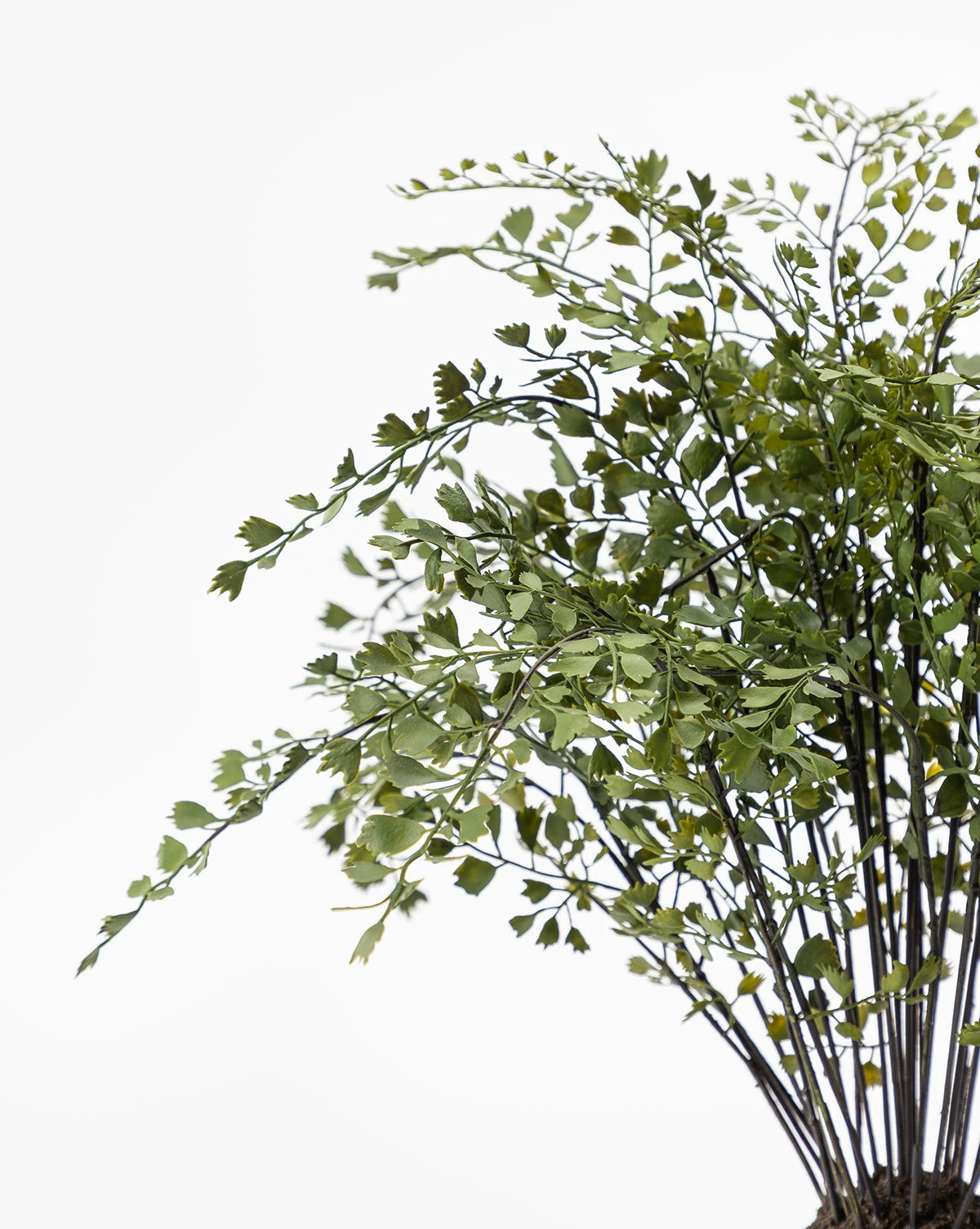 Faux Maiden Hair Drop-In 6 Faux Maiden Hair Drop-In - Image 6