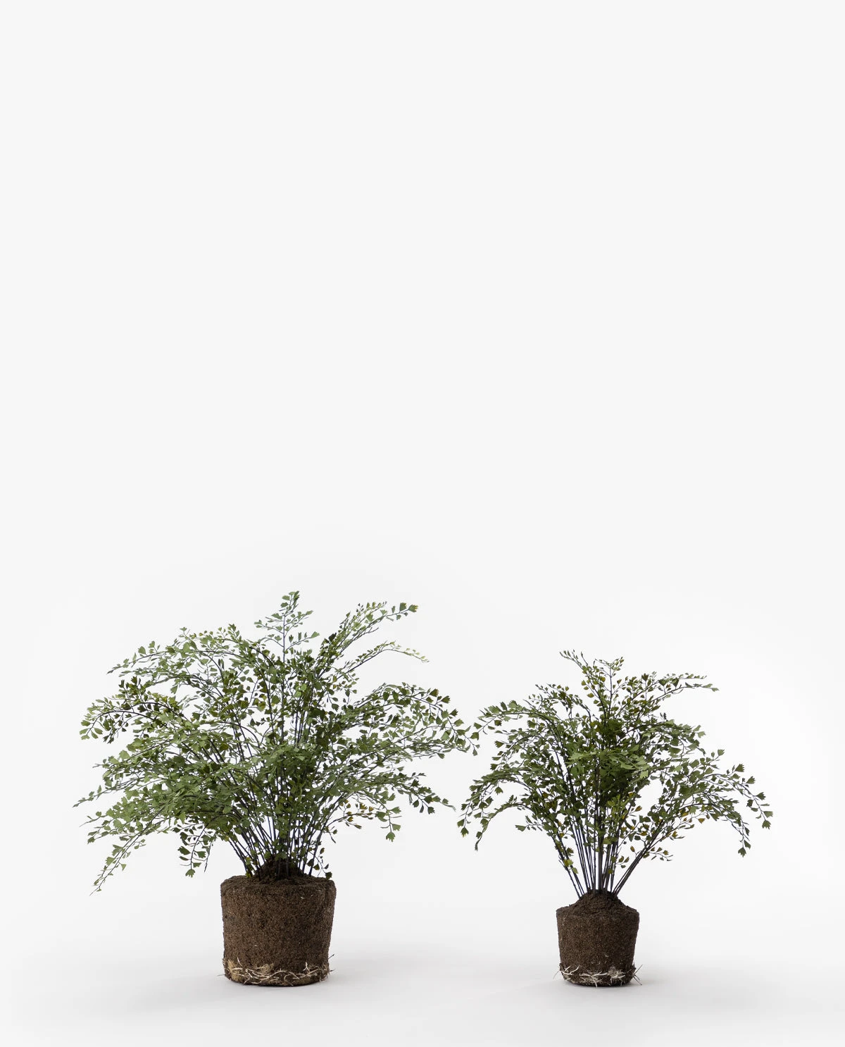 Faux Maiden Hair Drop-In 1 Faux Maiden Hair Drop-In