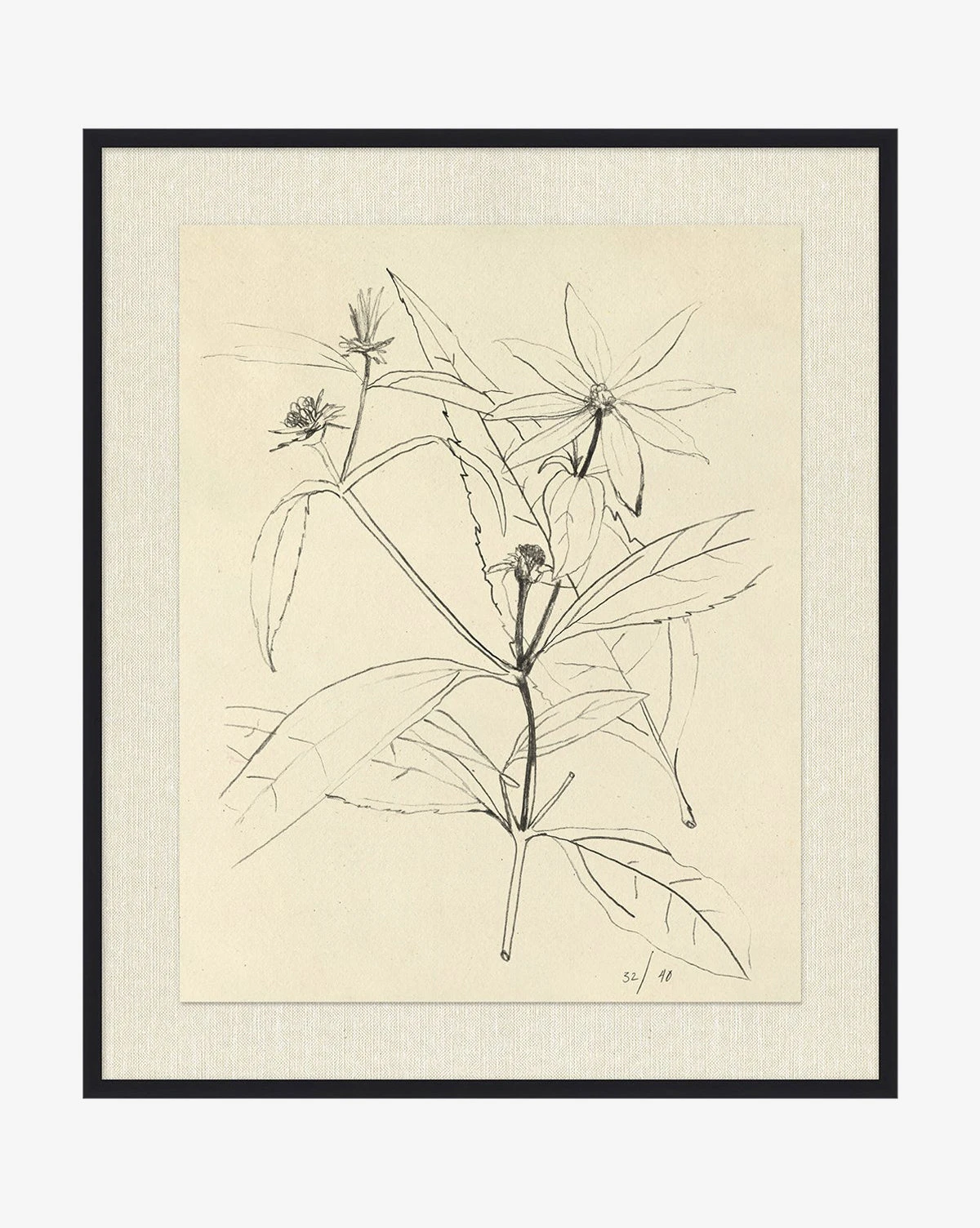 Floral Study 3 1 Floral Study 3