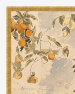 Lemons & Oranges -Home Improvement Shop Lemons Oranges D1